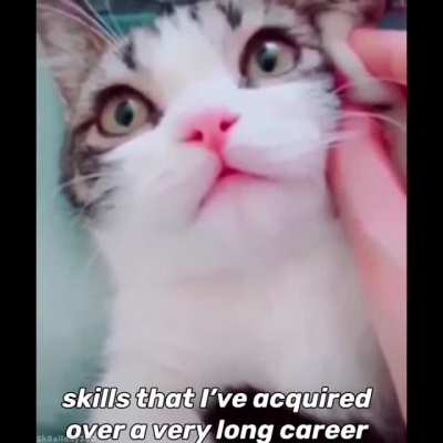 Serious kitten