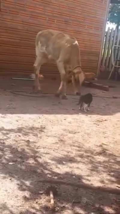 Davit Cat &amp;amp; Cow Giant