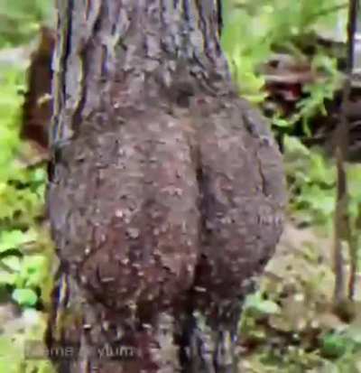 tree sekks 😳🙈