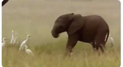 Baby elephants learn to control their trunk only after a year