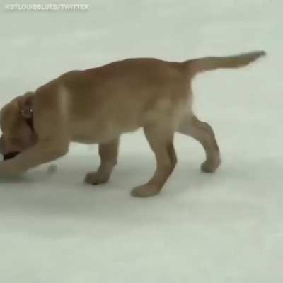 I Halp&rdquo;