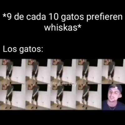 Los gatos