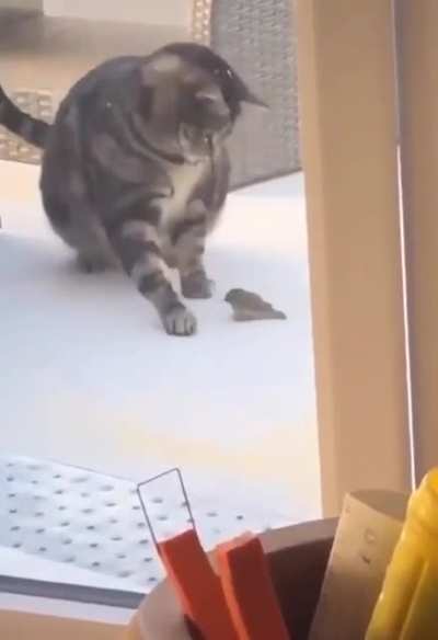 Chonker go brrrr