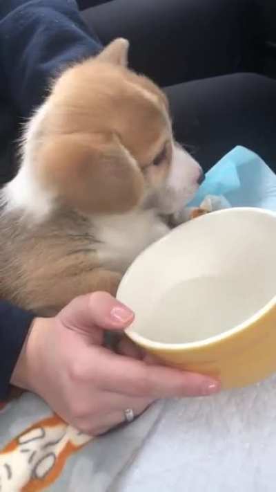 Driving home with our new Corgi! He&rsquo;s eight weeks old!