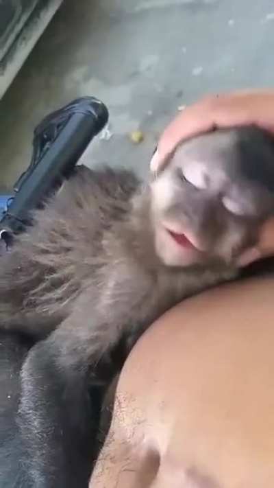 A drug dealer with a lazy monkey, thats my country &amp;lt;3