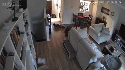What our cat does to entertain himself when we leave the house