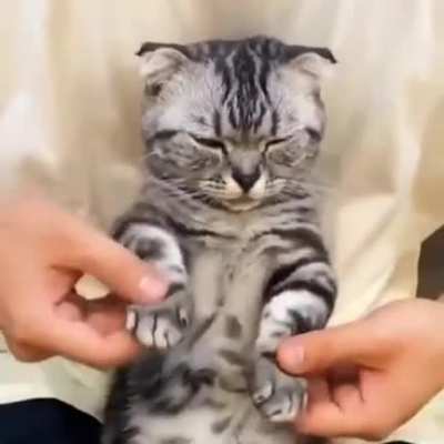 Dopest cat I&rsquo;ve ever seen!