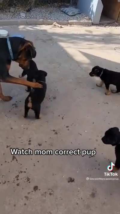 Mom corrects pup