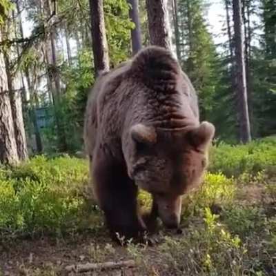 Being woken up to a bear searching for food near your tent