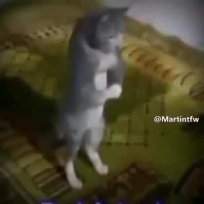 da rules