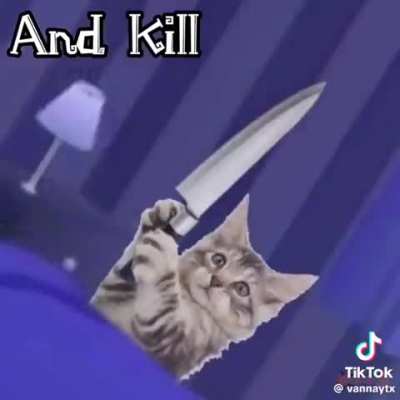 More silly cats
