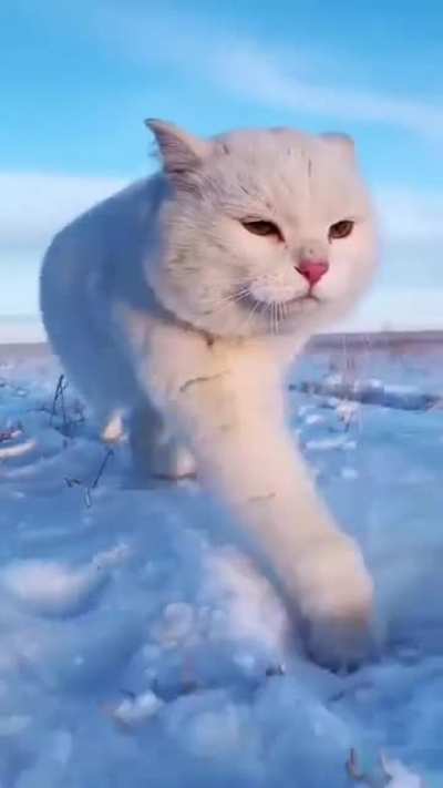&ldquo;A cute little white horse&rdquo;