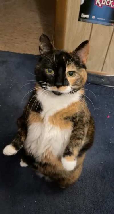 Flapjack demands pets!