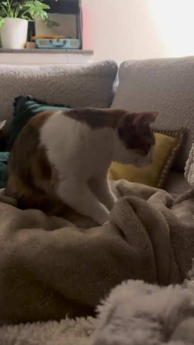 Her favorite blanket hasn&rsquo;t been out of the dryer for more than 20 seconds