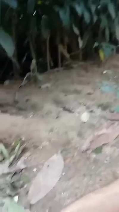 Fofo