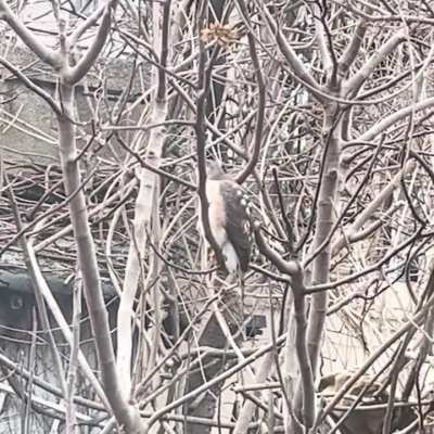 Typical JC Bird