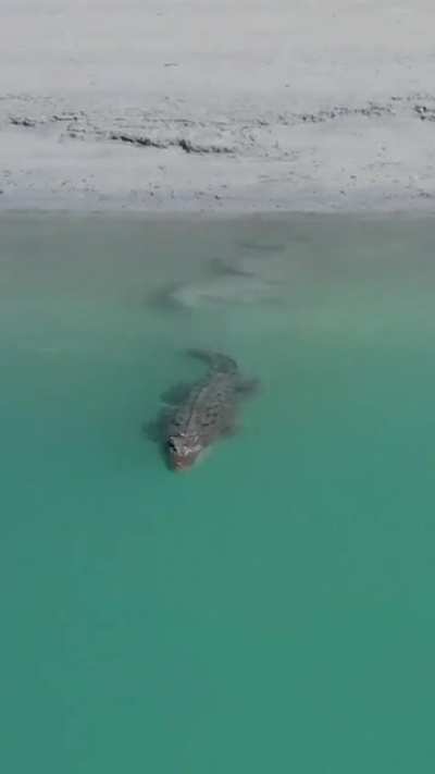 🔥 Full-grown crocodile vanishes into the water