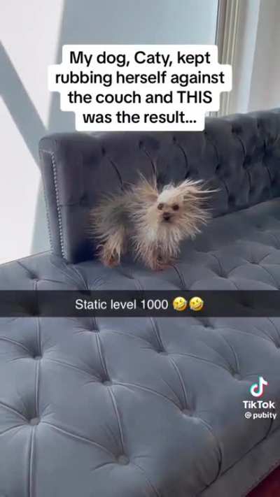 Cachorro espinho