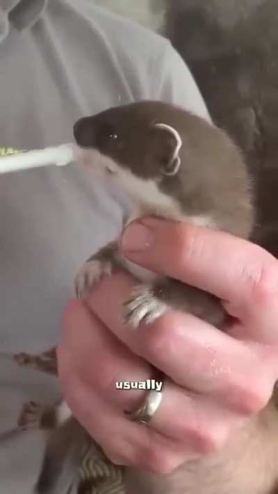 "don't be fooled by a stoat cuteness" I'm fooled.