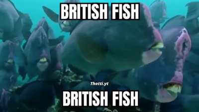 🐟🐟🐟