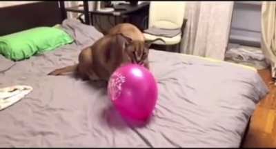 funny flop pop balon