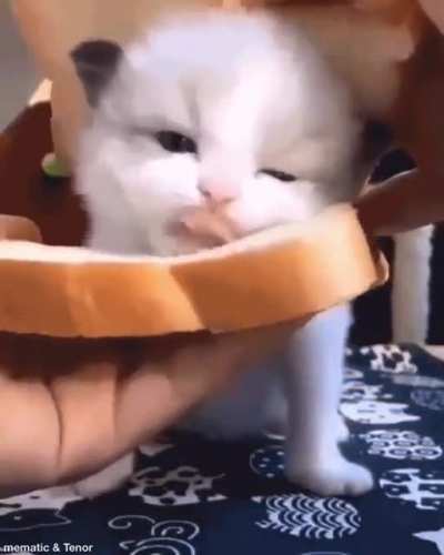 INnoCeNt kITtY TUrNeD iNtO sAnDWiCH tO bE murDeROuSly DEvOuREd bY a HUmAn
