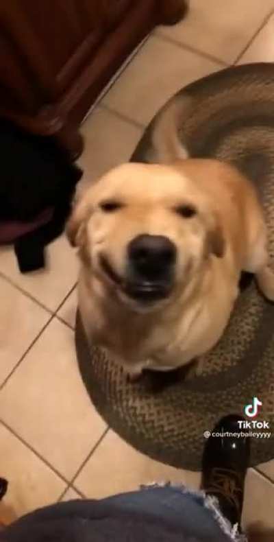 Cute lil golden Lab-ratriver try&rsquo;s to convince owner that a bath will not be necessary with their priceless smile