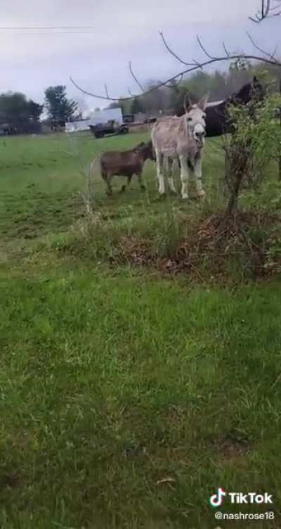 What an ass