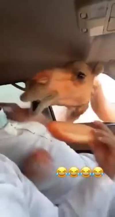 P&atilde;ozinho &aacute;rabe