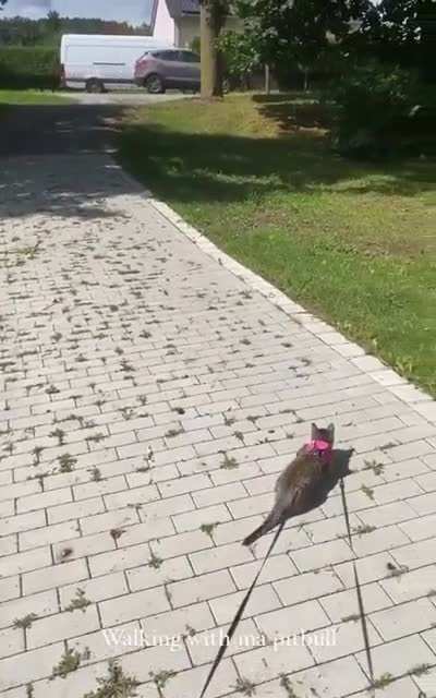 Walking a lion