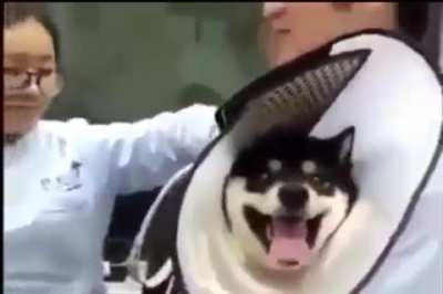 All fun and games till you get a vaccine