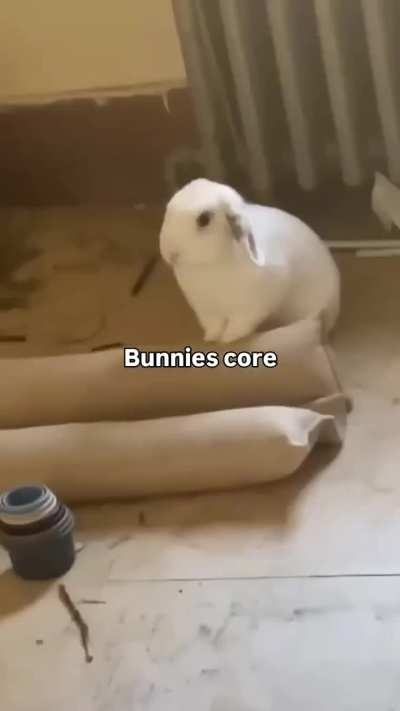 bnnuy core