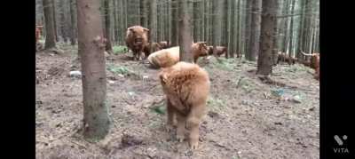 Mark and the moo saga