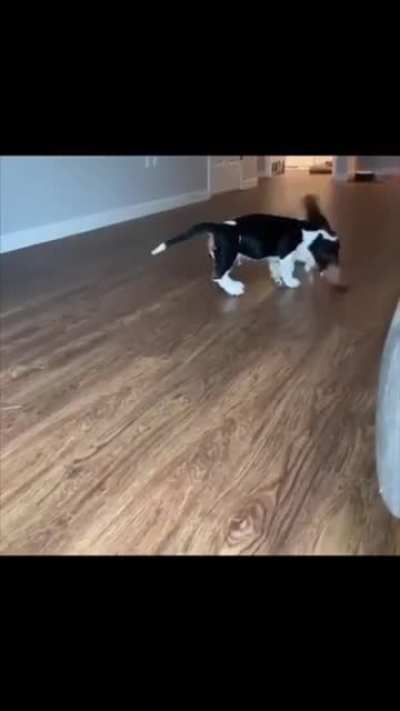 Propeller flippyflappys