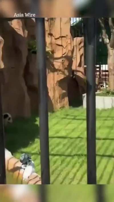 E esse zool&oacute;gico na China que escalou cachorros para serem pandas