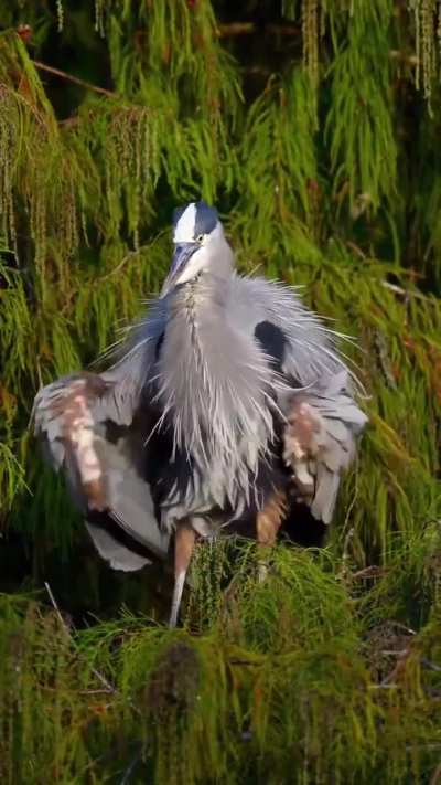 Blue Heron drying itself