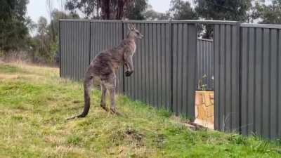 Are roo okay?