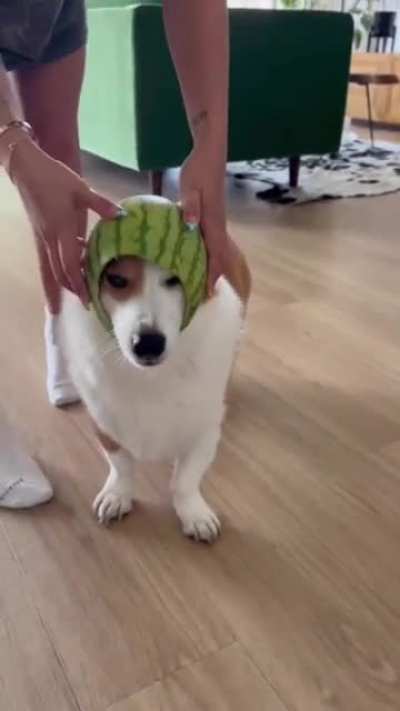 Dog doesn&rsquo;t love their owners new choice of headwear for them