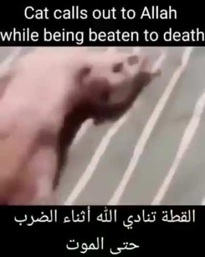 Gato chama por Allah enquanto &eacute; espancado at&eacute; a morte