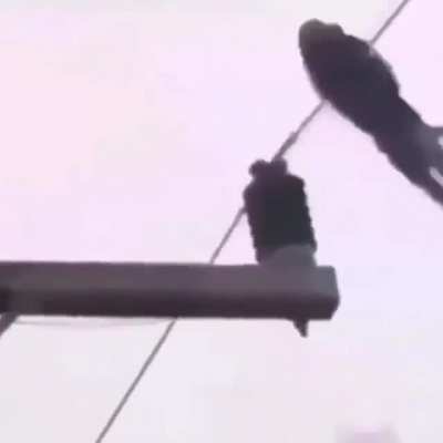 The Industrial Revolution and its consequences have been a disaster for the Monke race