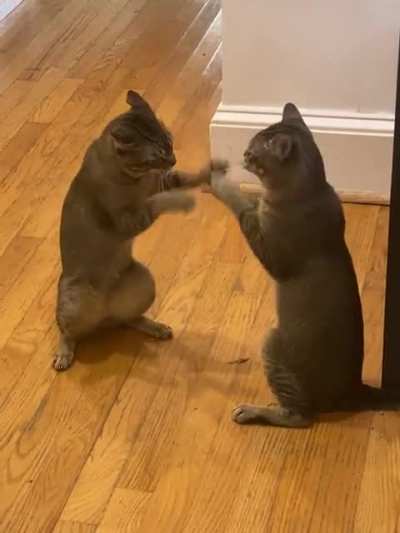 …..are my cats broken?