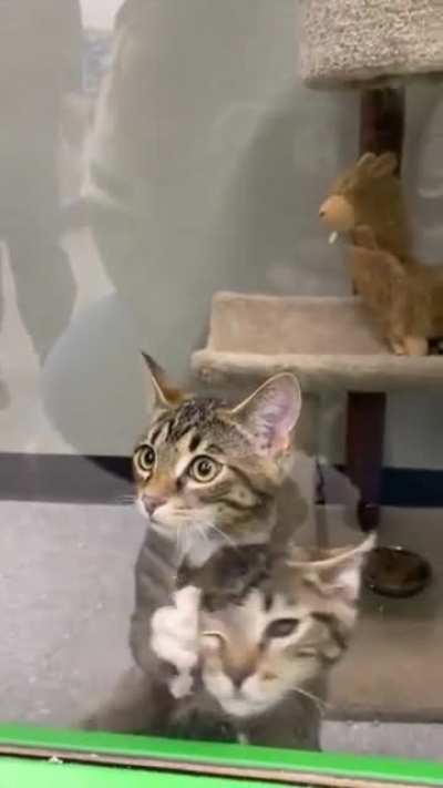 All&rsquo;s fair in love, war, &amp;amp;amp; kitty adoption