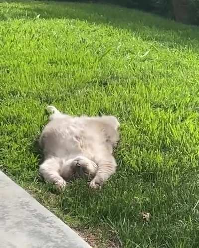 Just a cat sunbathing
