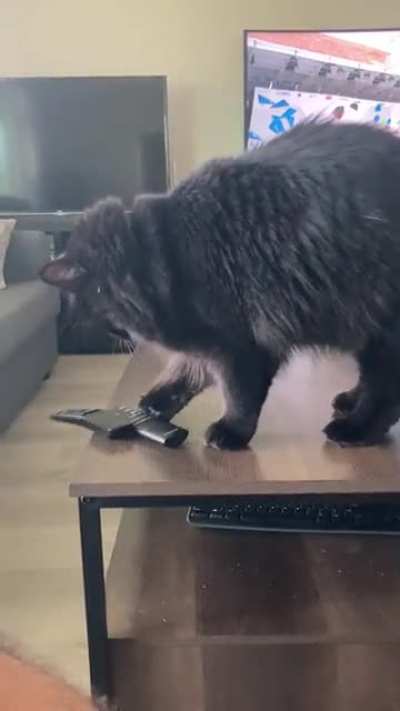 Cats are jerks