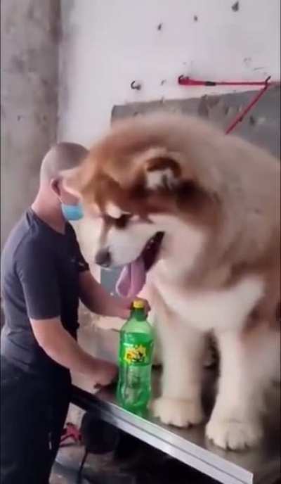 Big boi!