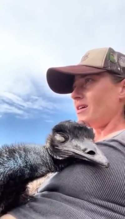 Emanuel the emu taking a nap

📹: Knuckle Bump Farms