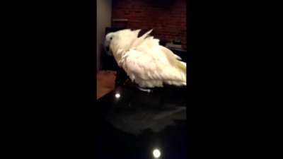 angry birb