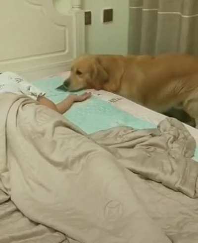 Good doggo
