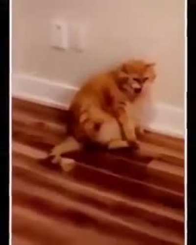 OHH O GATO PUNHETEIRO