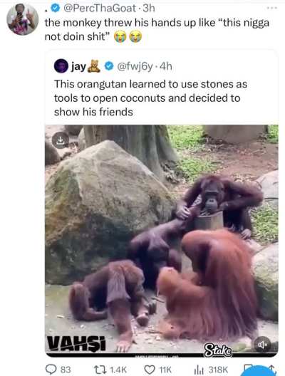 The orangutan said &ldquo;this guy is wasting our fucking time &ldquo; 